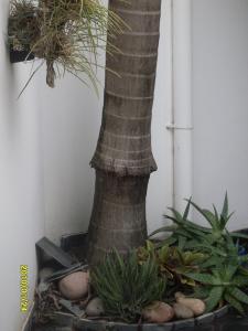 A A cetrolo.JPG